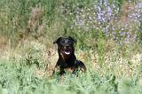 BEAUCERON 270